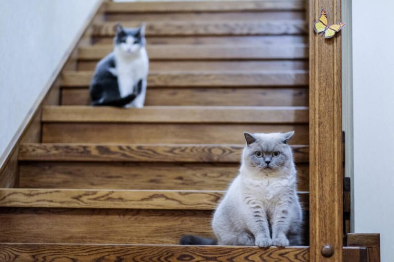kattenvriendelijke-appartementen-inrichten