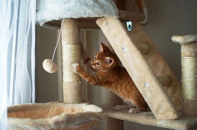 trainingstips-voor-binnenshuis-katten
