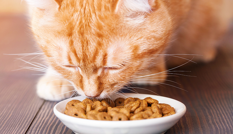 voeding-voor-senior-katten