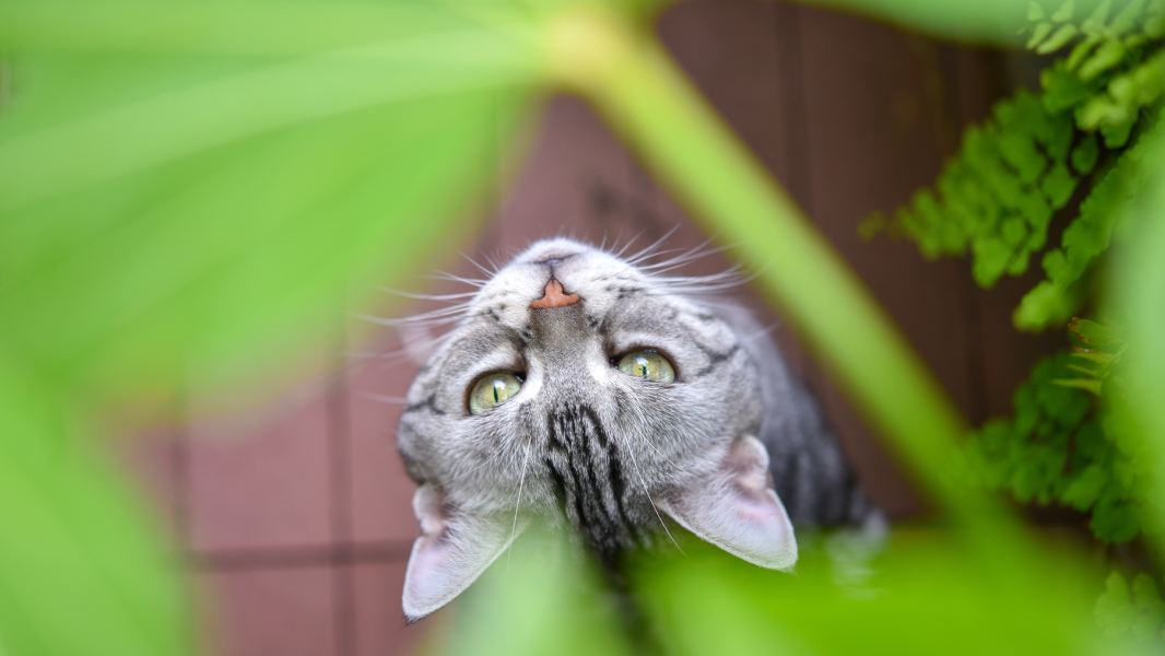 waarom-zijn-huisdiervriendelijke-planten-belangrijk-voor-katten